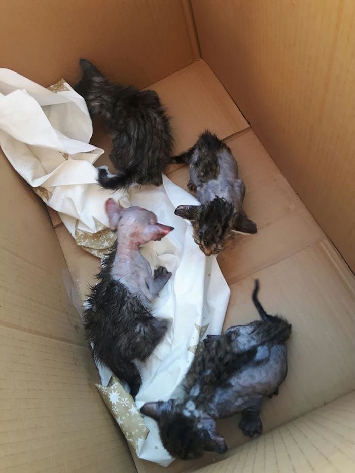 Foto Facebook: Asociación Felinos Lo Morant