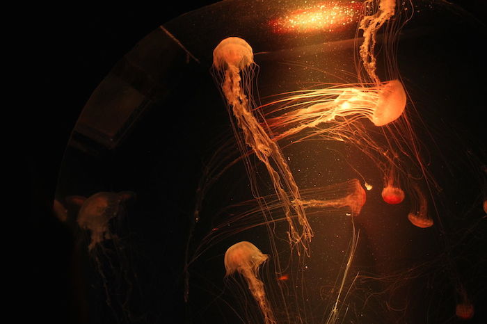 Medusas en un acuario de la Ciudad de México. Foto: Wikimedia Commons