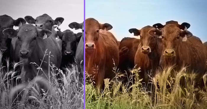 Está aplicación es una de las últimas utilidades web de Algorithmia, que ofrece miles de algoritmos a desarrolladores para crear mejores apps. Foto: TICbeat