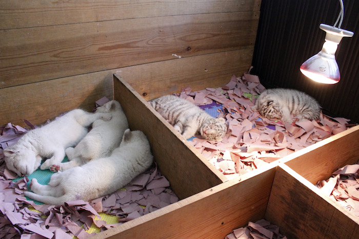 SAN ANDRÉS CHOLULA, PUEBLA, 07AGOSTO2015.- Tres cachorras de león blanco y dos de tigre blanco (ambas en peligro de extinción) nacieron el 19 y madrugada del 20 de julio respectivamente en el parque Loro de la ciudad de Puebla, con un peso promedio de 1.5 kilogramos y buen estado de salud. FOTO: HILDA RÍOS /CUARTOSCURO.COM