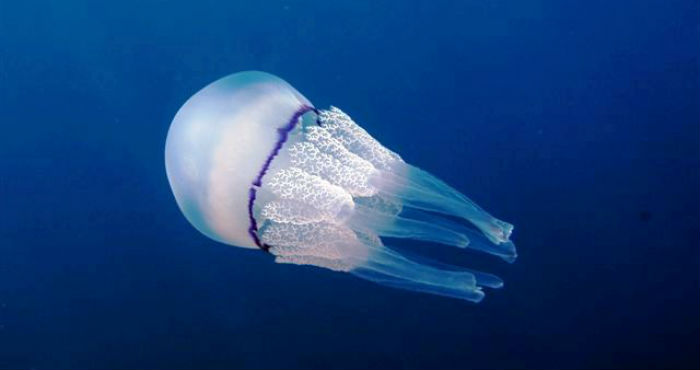 Foto: Wikimedia Commons