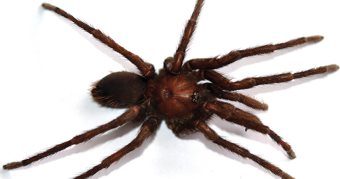 El nombre "Kankuamo Marquezi" es tributo a uno de los pueblos amerindios en la región del Caribe cercana a Aracataca, lugar del que Márquez es oriundo. Foto: Universidad Nacional de Colombia