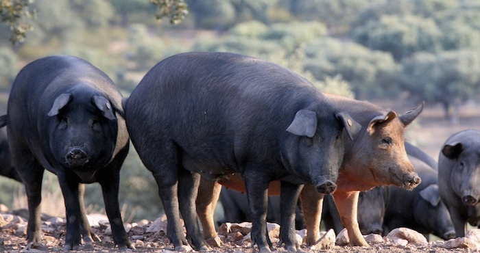 Este original pegamento, denominado PiGrid, surge gracias a que los excrementos de cerdo contienen aceites similares a los que componen el pétroleo, por lo que es posible fabricar la especie de resina que se utiliza posteriormente para ligar las calzadas. Foto: EconomíaHoy