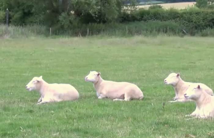 Debbie, Denise, Dianna y Daisy se crearon por medio de material genético procedente de la misma línea celular de glándulas mamarias que Dolly. Foto: Especial