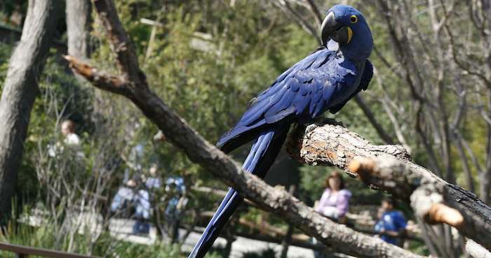 Un guacamayo azul, la especie de guamacayo de mayor tamaño originario del oeste de Sudamérica. Foto: Efe