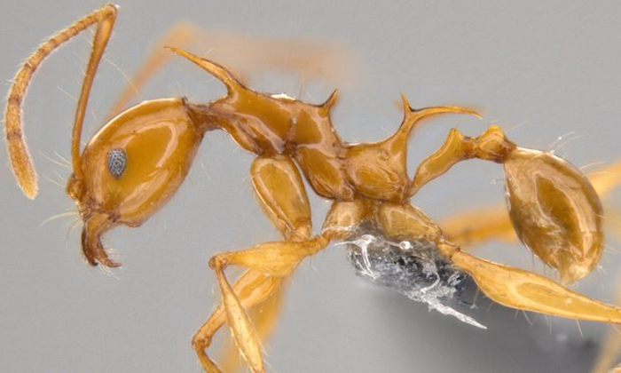 La hormiga dragon, pheidole drogon., descubierta en Nueva Guineas. Foto: Okinawa Institute of Science and Technology