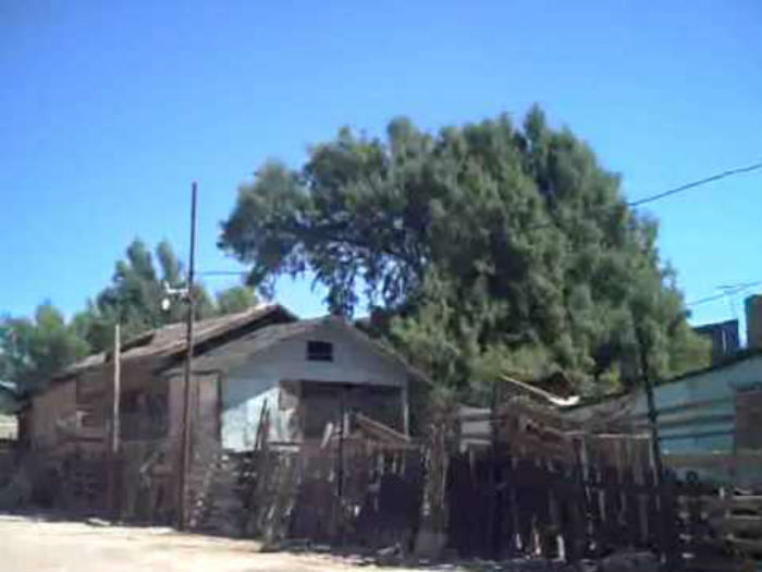 Es un árbol cuya personalidad se confunde con el entorno; es silvestre, casi como si se tratara de hierba mala. Los sitios que lo acogen permiten que se desplaye sin fin, o simplemente lo queman o cortan abruptamente. Foto:YouTube