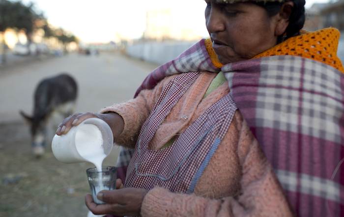 La vendedora de leche de burra, Andrea Aruquipa, una mujer indígena aymara sirve un vaso de leche de su burra para un cliente en El Alto, Bolivia. “Tienes que tomar con fe la leche de burra y tienes que creer. Me ha sanado de la neumonía. Antes tomaba seguido, ahora otra vez estoy sintiendo un poco de dolor por eso estoy volviendo a tomar la leche de burra”, comentó Aruquipa. Foto: AP.