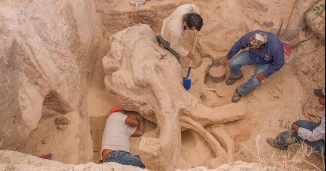 “NL está lleno de maravillas y me alegra que en #Galeana se encontraran estos restos de mamut" escribió El Bronco, Gobernador en sus redes sociales Foto: Twitter @JaimeRdzNL