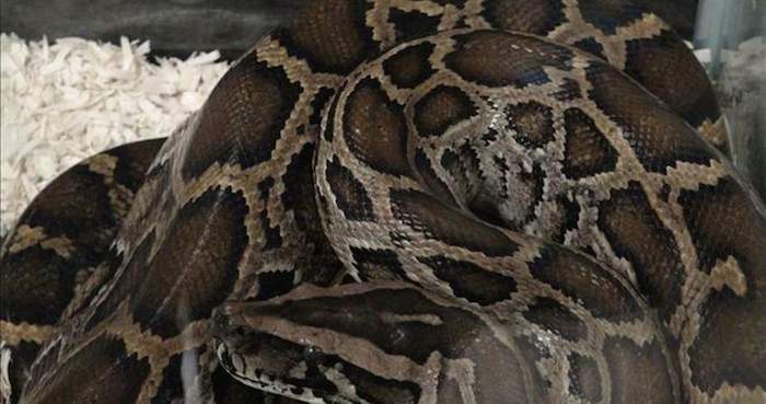 Las pitones son constrictoras, por lo que no tienen colmillos y normalmente se alimentan de aves de corral, roedores y conejos. Foto: Efe