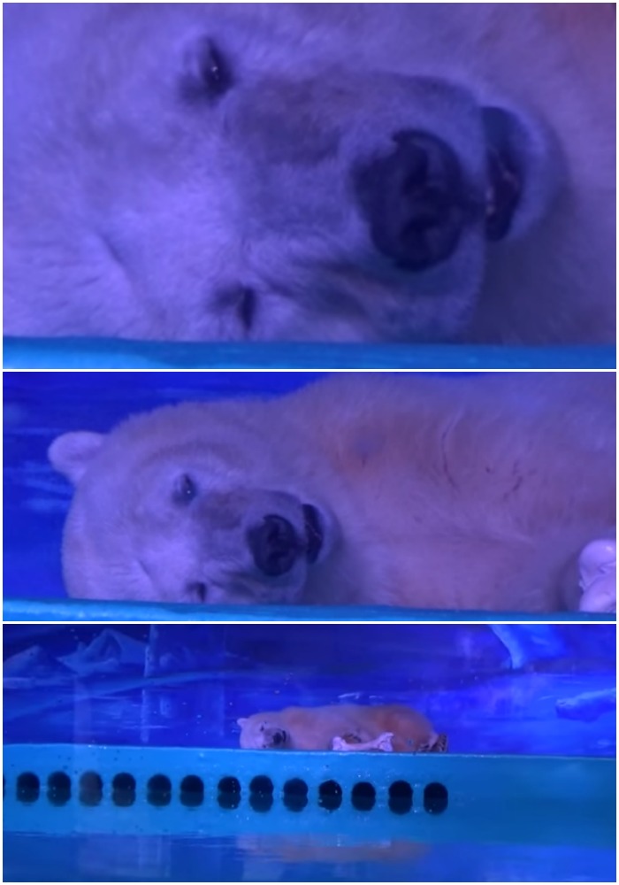 Pizza, el oso polar que vive encerrado en un centro comercial de China. Foto: Especial