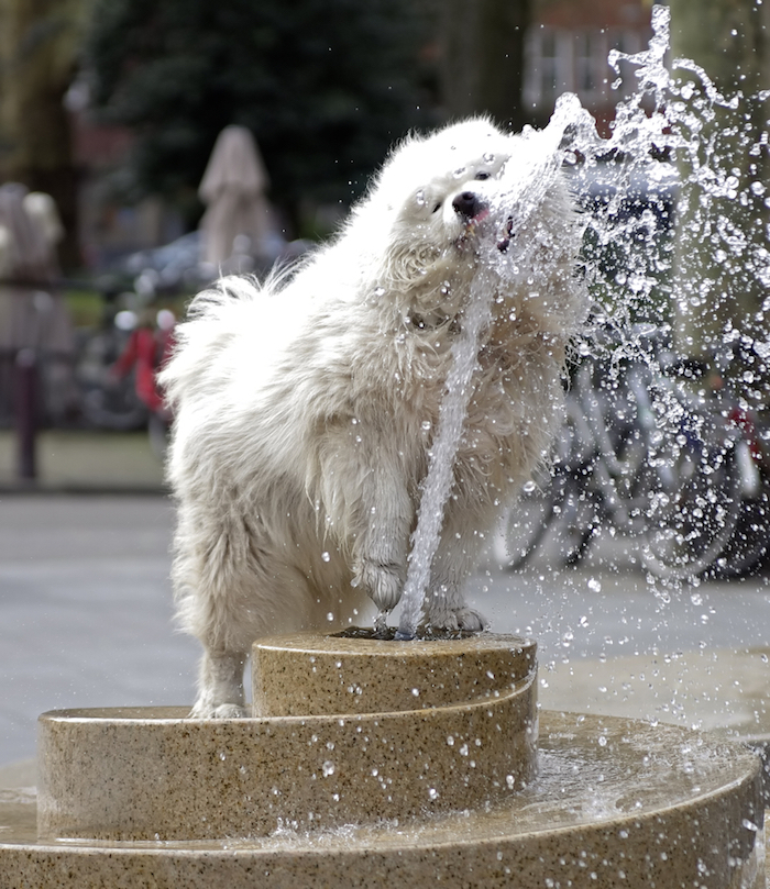 Mojar a tu perro puede ayudarlo a pasar un mejor verano. Foto: Shutterstock.