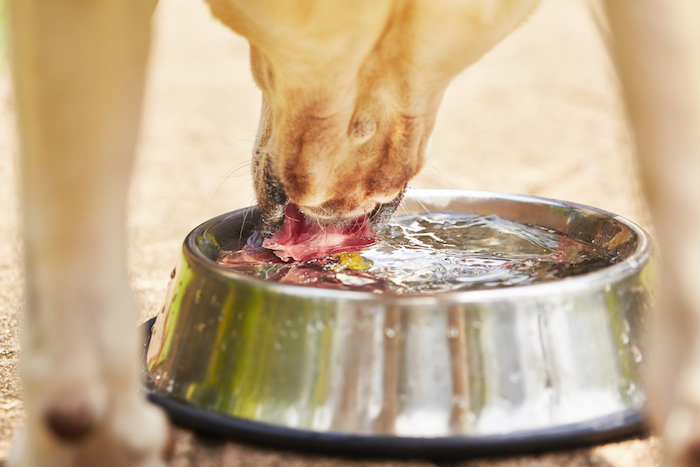 El peligro de deshidratación y muerte es muy real si tu perro está muy expuesto a un fuerte calor. Foto: Shutterstock.