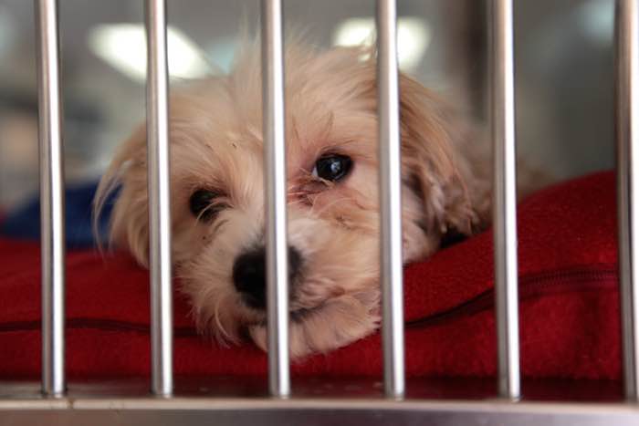 En California se prohibirá ejecutar a los animales en los albergues con dióxido de carbono. Foto: La Opinión.