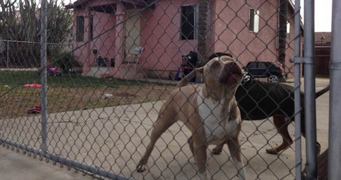 En la casa de la víctima hay basura, pasto seco, ventanas rotas, dos perros raza pitbull y un automóvil de lujo con una bandera de México. Foto: La Opinión.