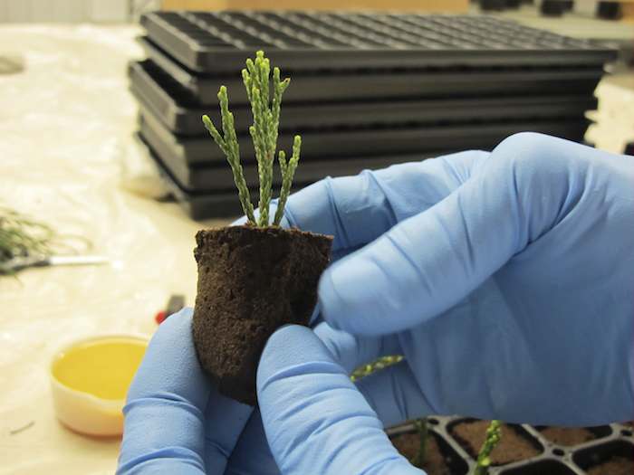 Jim Clark, del Archivo Arcángel de Árboles Antiguos, en Copemish, Michigan, sostiene un esqueje recién plantado cortado de un a secuoya gigante en California. Foto: AP.