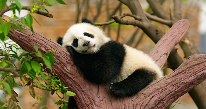 Foto: Shuttterstock.