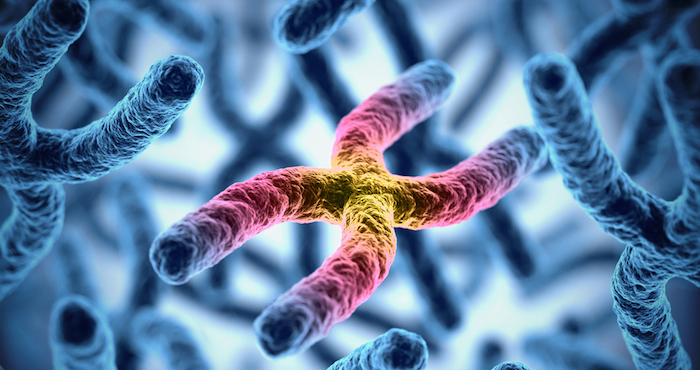 Este sería, según este estudio, el caso de los machos XY en los mamíferos, incluidos los seres humanos. Foto: Archivo