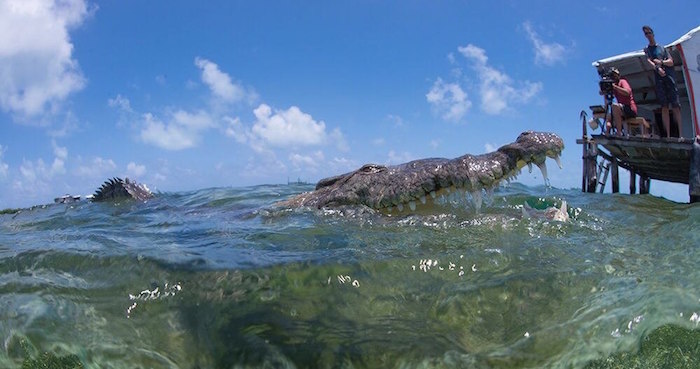 MX01. CIUDAD DE MÉXICO (MÉXICO), 24/08/2016.- Fotografía cedida por National Geographic hoy, miércoles 24 de agosto de 2016, del trabajo de campo del documental "Manglares del mundo Maya" en Ciudad de México (México). Los manglares y su hábitat, indispensables para la vida de animales tan únicos y exóticos como el manatí o el flamenco, se reflejan en un reciente documental de National Geographic que relaciona además estos peculiares ecosistemas con el mundo maya de la península mexicana de Yucatán. EFE/NATGEO/SOLO USO EDITORIAL