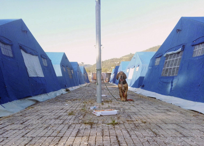 Un perro atado a una farola en el campamento de Arquata del Tronto, uno de los municipios más devastados. Foto: EFE