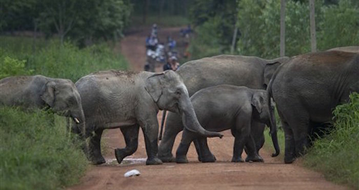 Una manada de elefantes salvajes cruzan una carretera de tierra en Pana. Foto: AP
