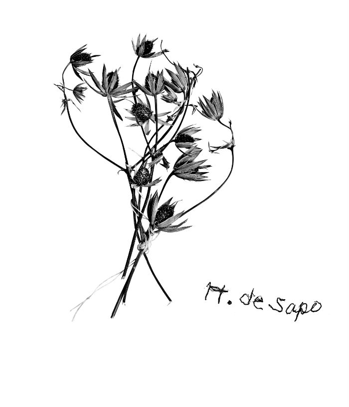 Eryngium carlinae Delaroche. Libreta de Rosita Ascencio. Foto: RAM