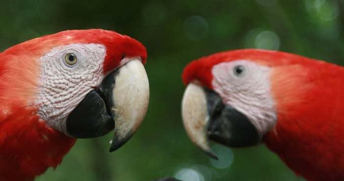 Con esta acción, suman 118 los guacamayos liberados en esta zona desde 2014. Foto: Pixbay