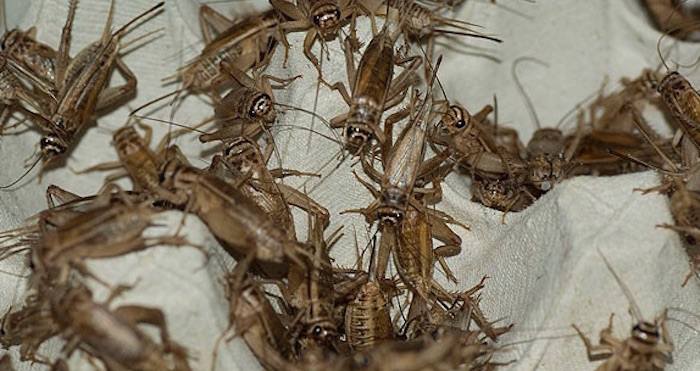 Grillos y otros insectos se alborotaron en el suelo del metro de NY. Foto: Archivo