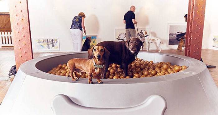“Play more” (juega más) es la primera exhibición de arte diseñada para perros. Foto: Especial.