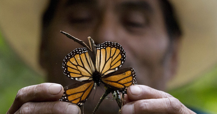 guía sosteniendo una mariposa monarca moribunda en la reserva de Piedra Herrada. Foto: AP