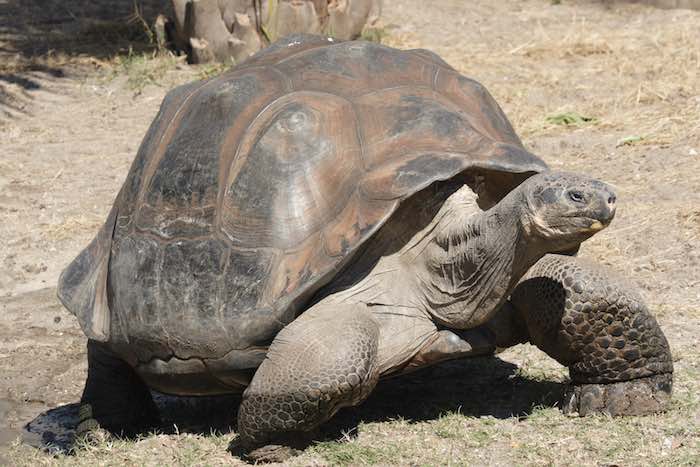 Las tortugas galápagos fueron vistas por Charles Darwin han vivido hasta 177 años. Foto: Wikipedia.