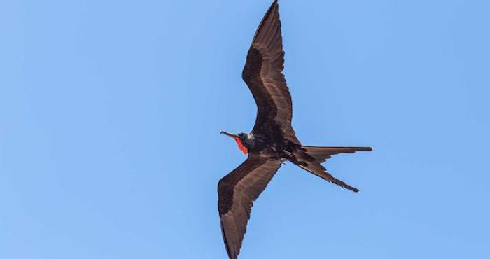 Estas aves al término de sus viajes dormían por más de 12 horas diarias. Foto: Shutterstock