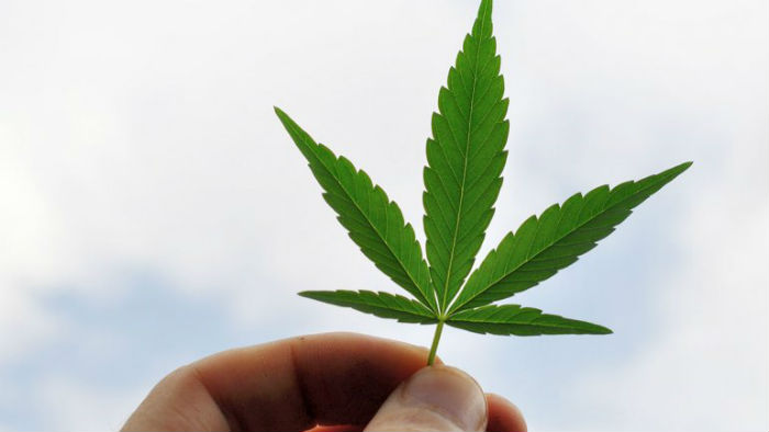 que la guerra contra las drogas en Estados Unidos se mantiene porque la marihuana no se ha legalizado a nivel federal. Foto: Shutterstock