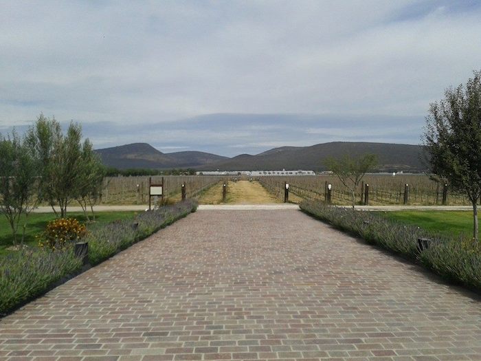 El viñedo de Bodegas de cote. Foto: Facebook