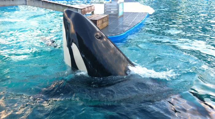 Se promulga ley que prohíbe la cría de orcas en cautividad. Foto: EFE
