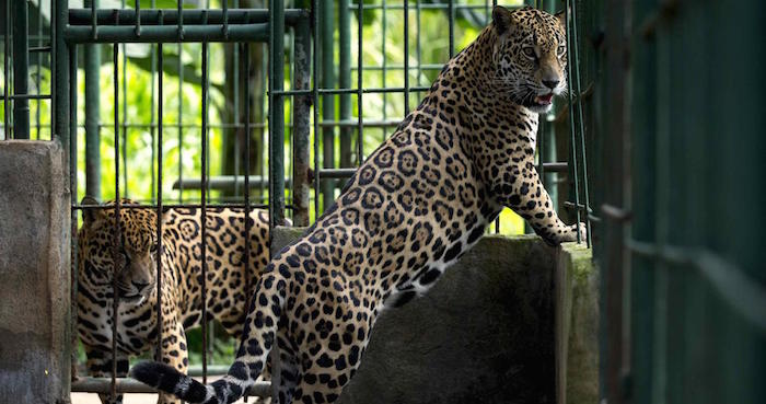 Dos jaguares en sus estancias. EFE/Jorge Torres.