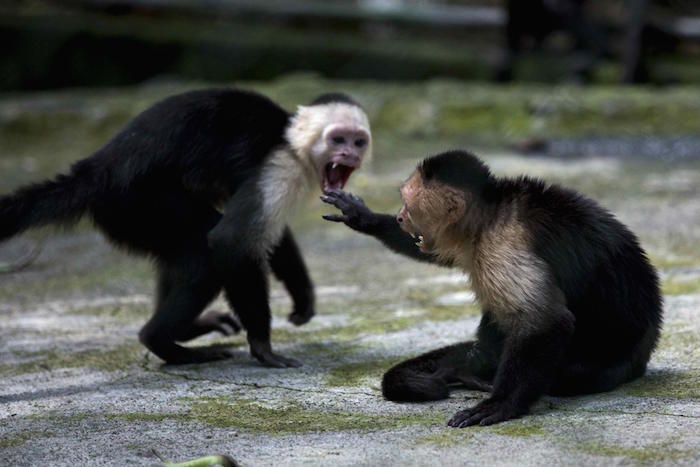 Monos cara blanca en el Zoológico de Nicaragua. Foto: EFE/Jorge Torres.