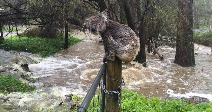 koala. Foto: Russell Latter.