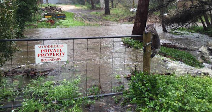 El mensaje de esta foto decía: Y sólo para tranquilizar a todos. Él se bajó y se fue al otro lado del charco y trepó hasta la cima del árbol que estaba justo detrás de él.