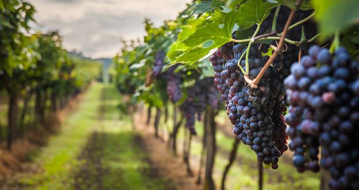 En México se producen más de 20 millones de litros de vino al año. Foto: Shutterstock