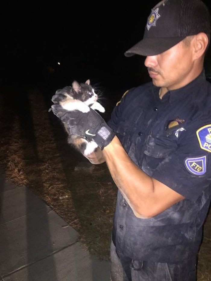 Este es el gatito rescatado. Foto: Facebook/Parlier Police Department