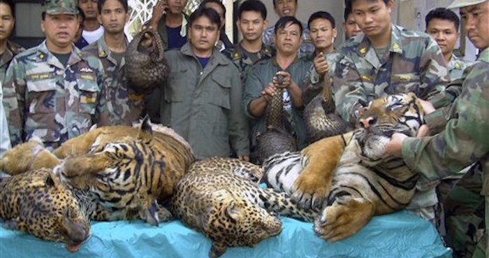 Funcionarios de la armada y del servicio forestal de Tailandia muestran cadáveres de tigres y leopardos confiscados en un sitio de comercio ilegal de fauna junto al río Mekong, en enero de 2008. Foto: AP Foto