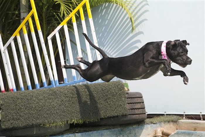 Prueba de zambullida durante los Juegos OlÍmpicos para Perros. Foto: AP/Silvia Izquierdo