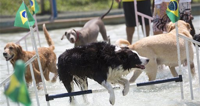 Diversos canes compiten en la prueba de salto durante los Juegos. Foto: AP/Silvia Izquierdo