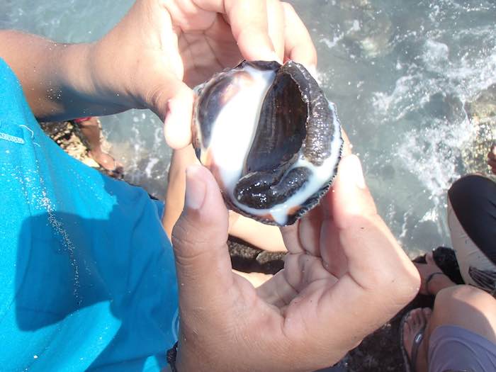 Los caracoles de tinta eran ocupados por los indígenas huicholes para teñir textiles. Foto: Agencia Informativa Conacyt