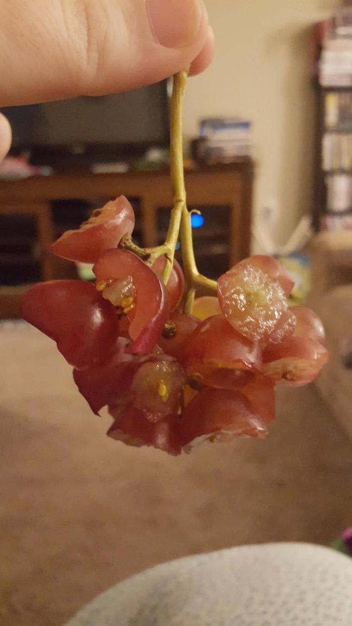 Así fue como quedaron las uvas luego de que la pequeña siguiera las instrucciones de su madre. Foto: Imgur