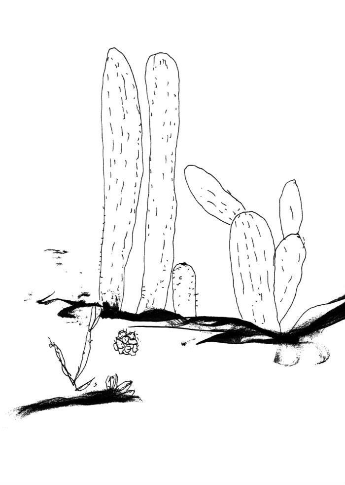 El agave rió y el grillo saltó de su boca para aterrizar bajo una piedra. Foto: RAM