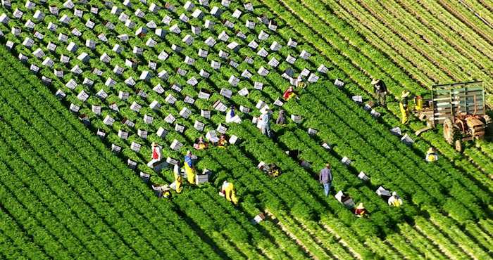 Esta ley es la primera en su tipo en Estados Unidos y pone coto a una práctica de 80 años en la que se aplicaban normas laborales distintas para quienes trabajan la tierra. Foto: Shutterstock.
