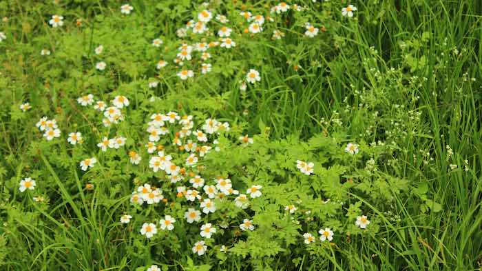 La manzanilla, además de utilizarse en bebidas, puede emplearse en ensaladas. Foto: Pixbay.