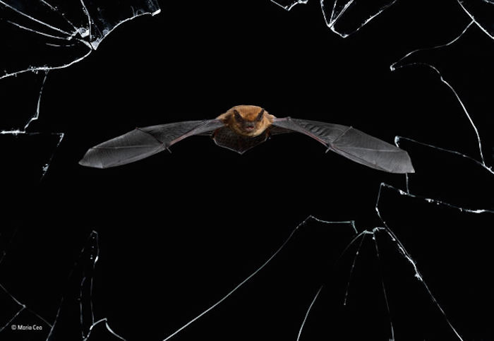 Precisión de cristal Foto: © MARIO CEA /WILDLIFE PHOTOGRAPHER OF THE YEAR